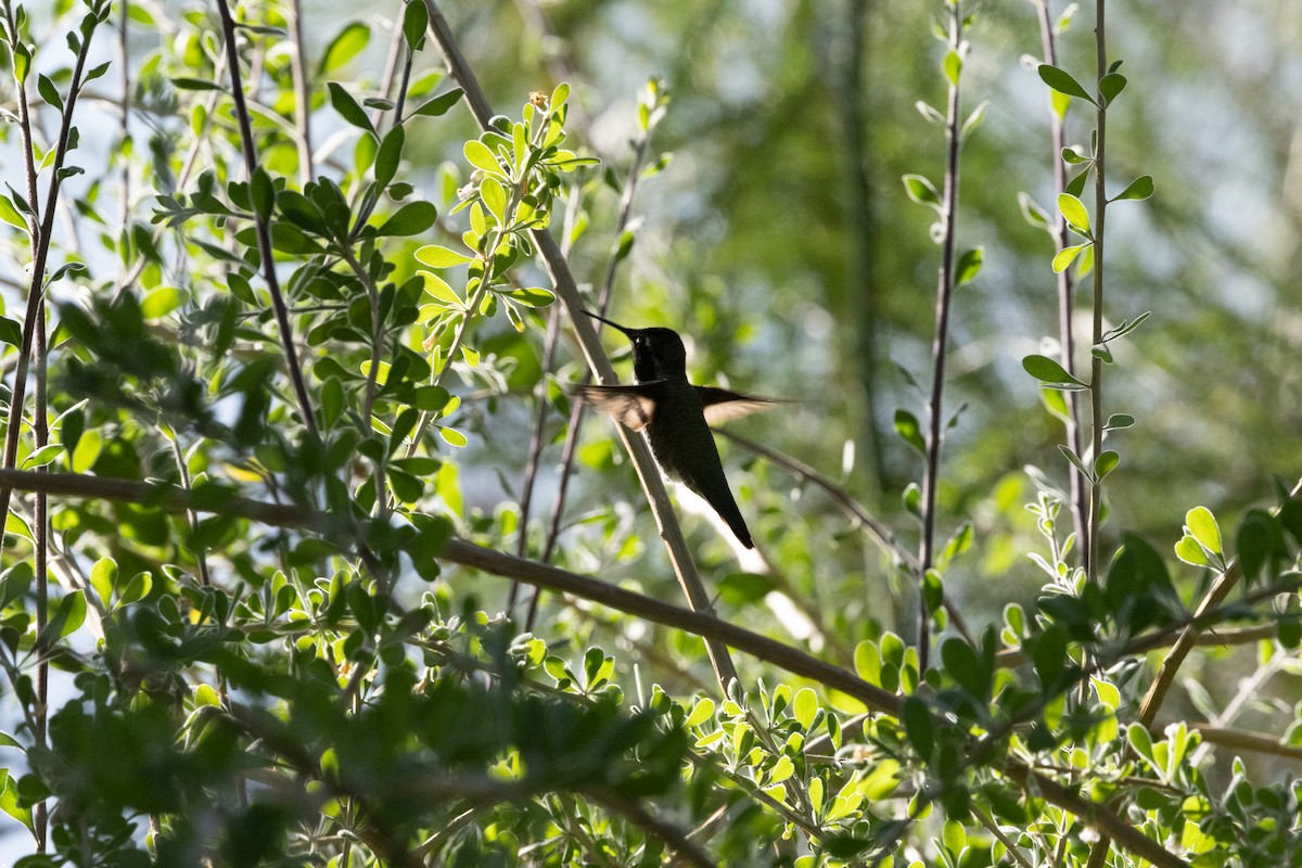 Anna's Hummingbird - ML644502977