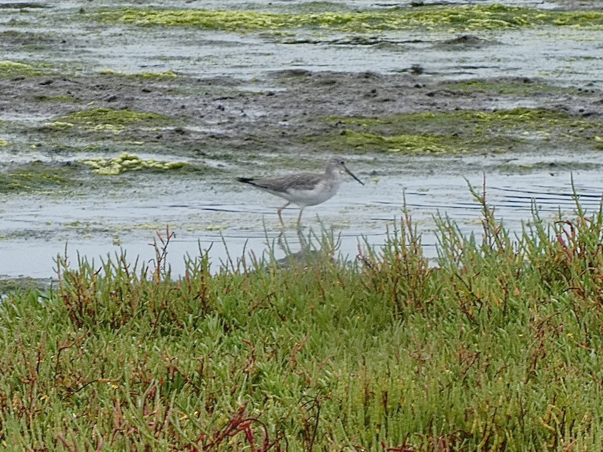 Greater Yellowlegs - ML644502978