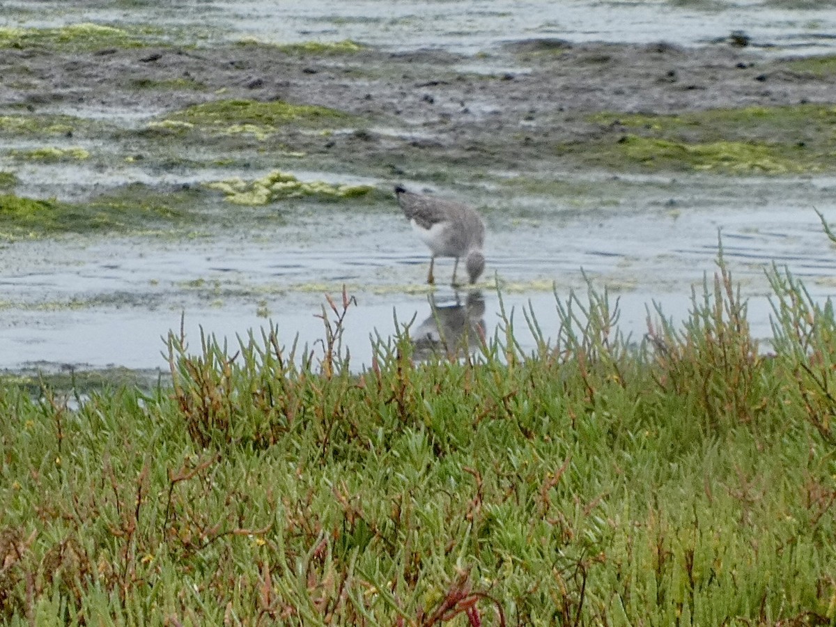 Greater Yellowlegs - ML644502979