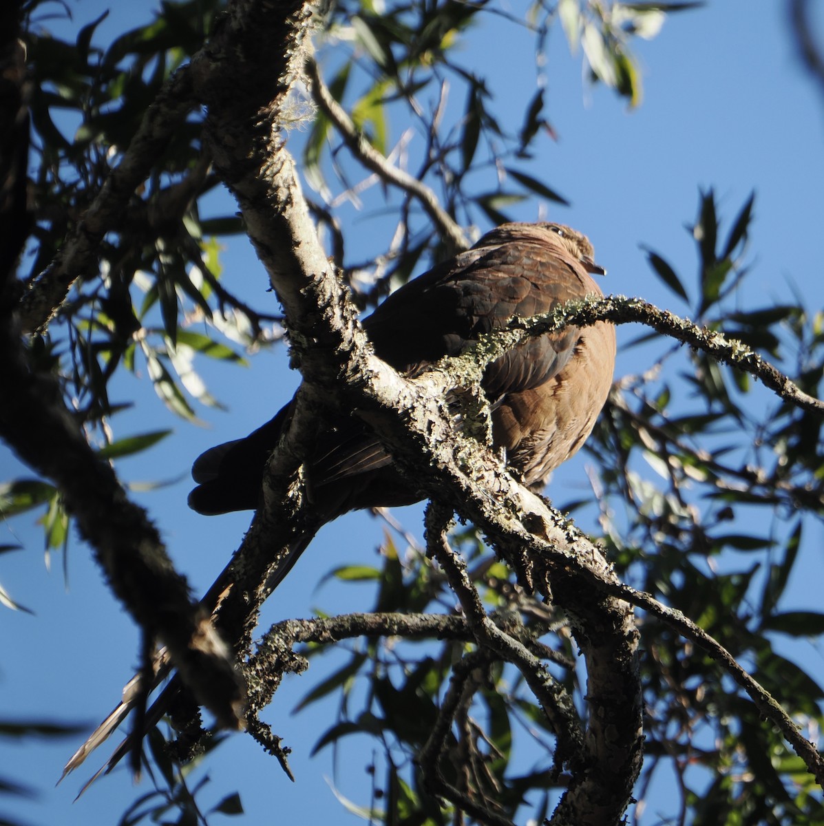 Phasianelle brune - ML644502980