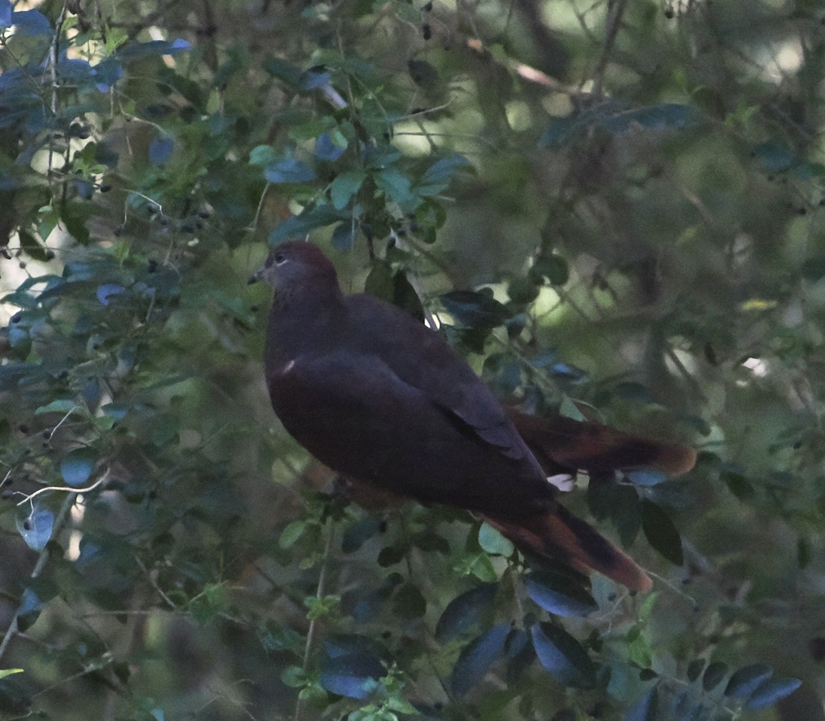 Phasianelle brune - ML644502981