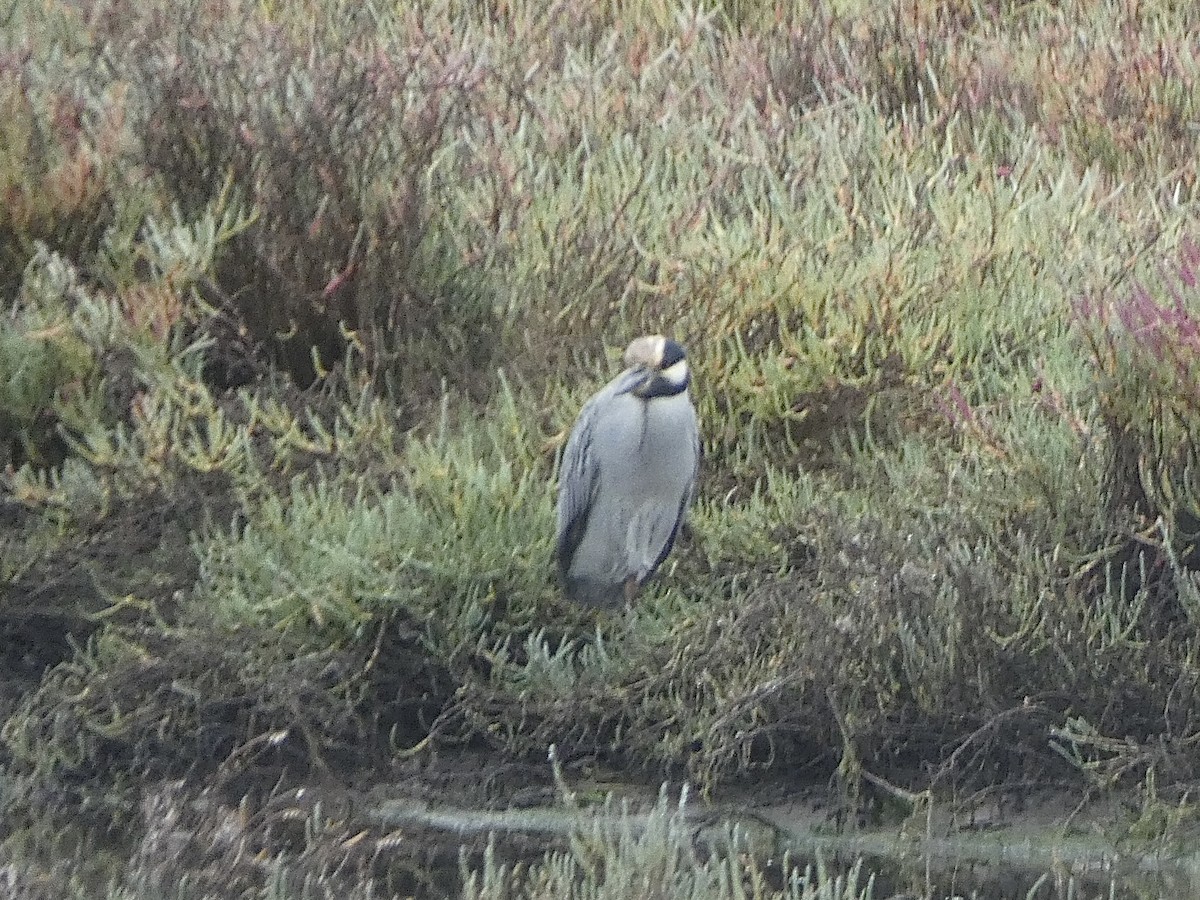 Yellow-crowned Night Heron - ML644502986