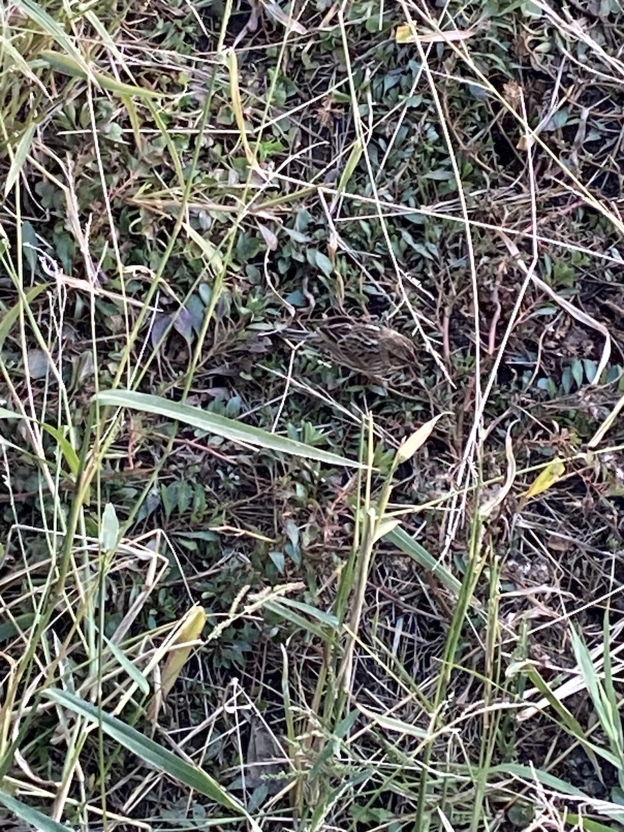 Savannah Sparrow - ML644502989