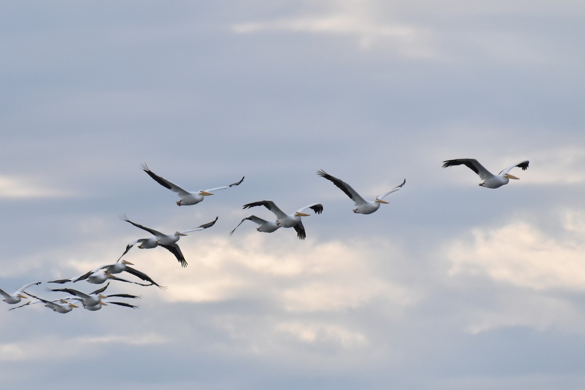 Nashornpelikan - ML644502998