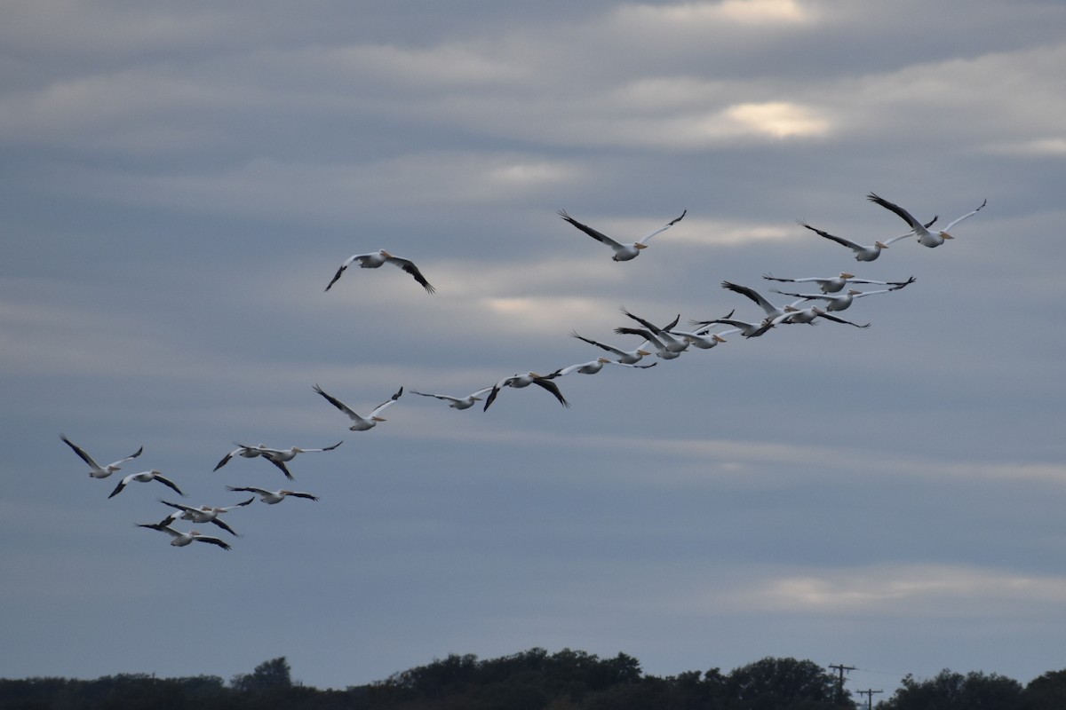 Nashornpelikan - ML644502999