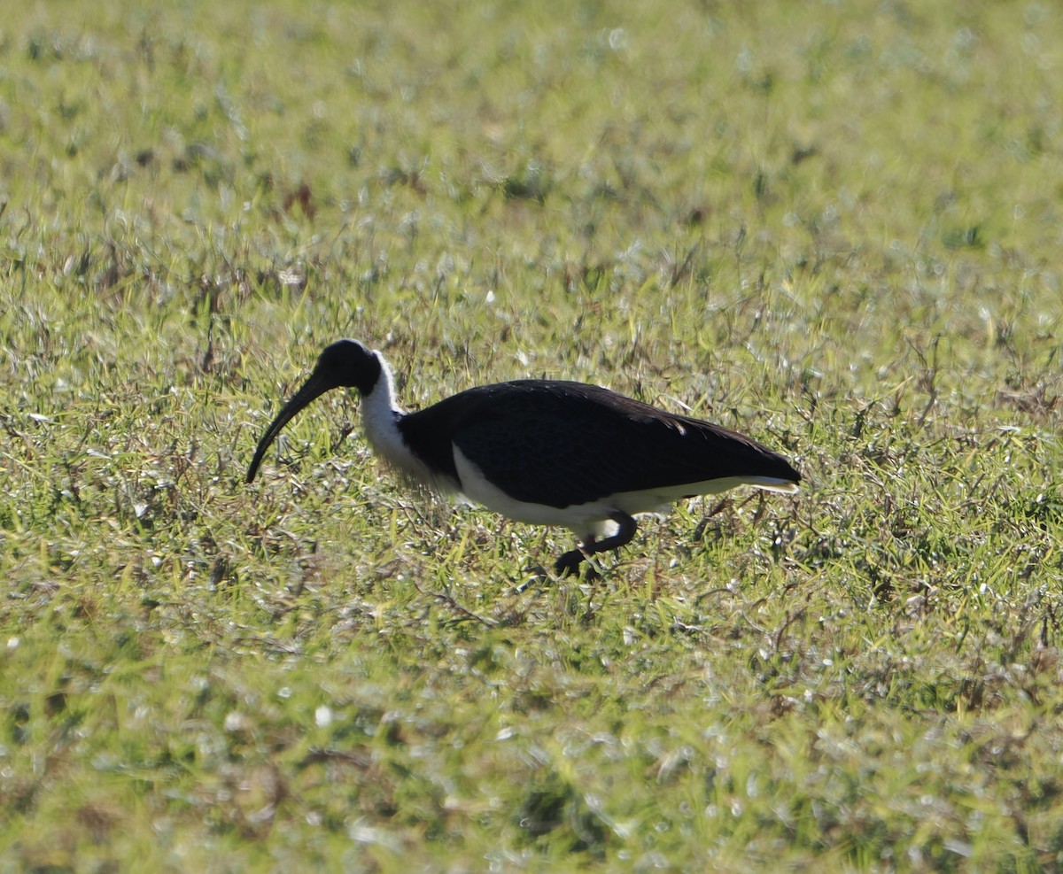 Straw-necked Ibis - ML644503001