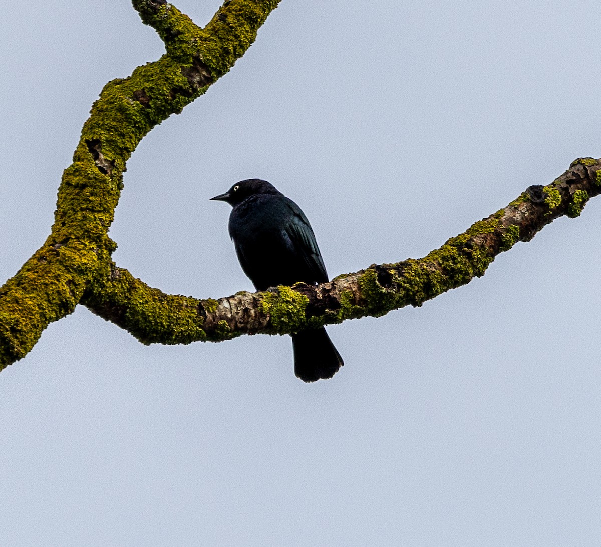 Brewer Karatavuğu - ML644503005