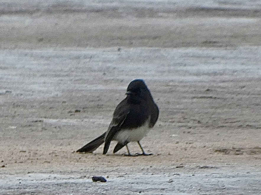 Black Phoebe - ML644503021