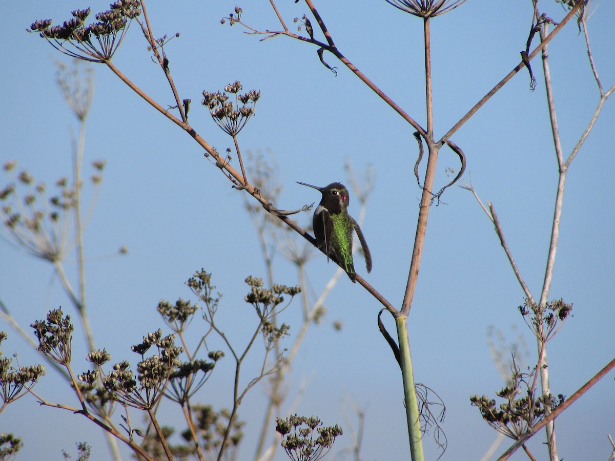 Anna's Hummingbird - ML644503034