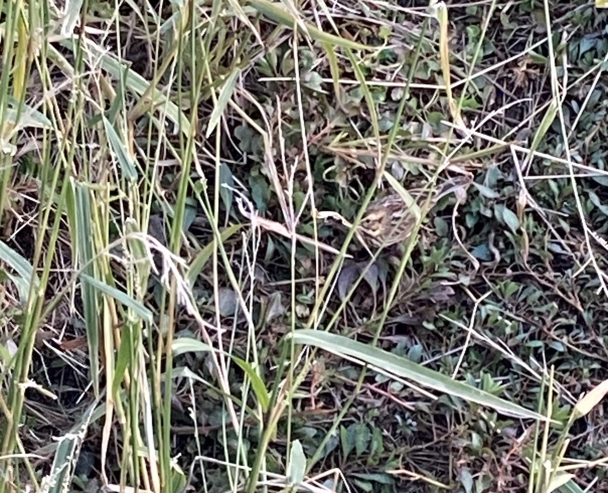 Savannah Sparrow - ML644503049