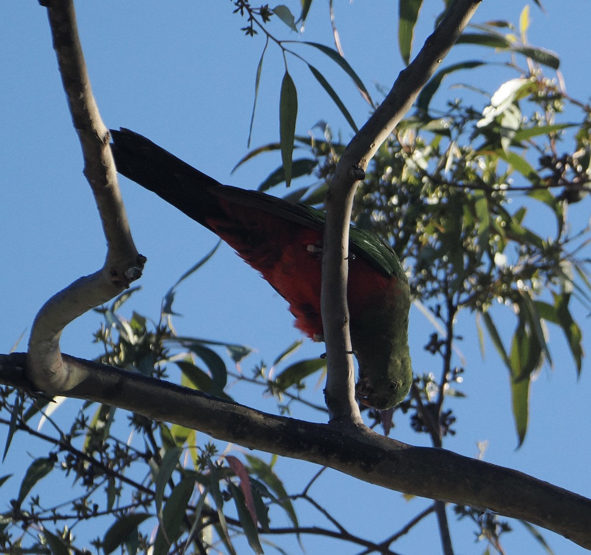 Australian King-Parrot - ML644503050