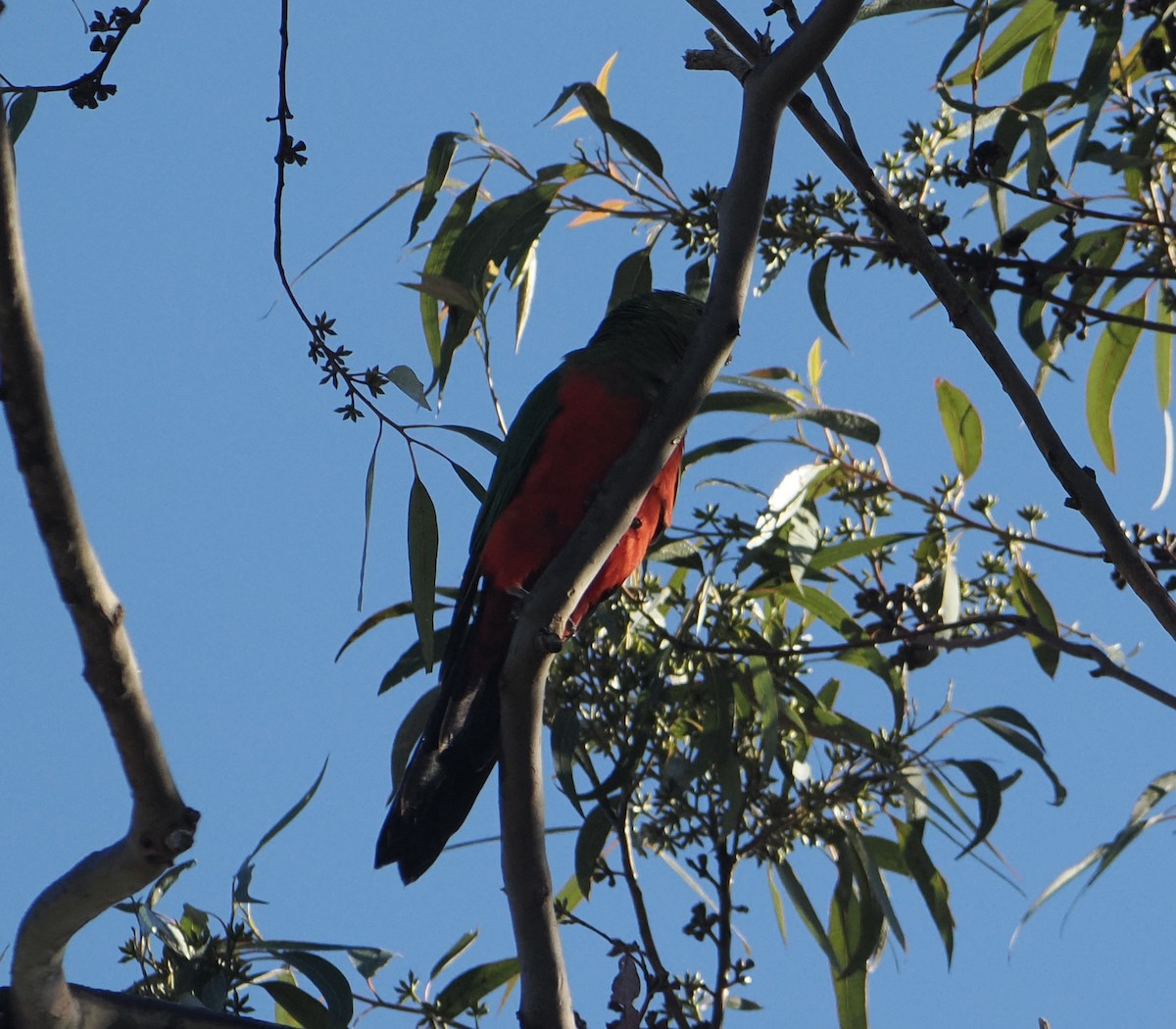 Australian King-Parrot - ML644503051