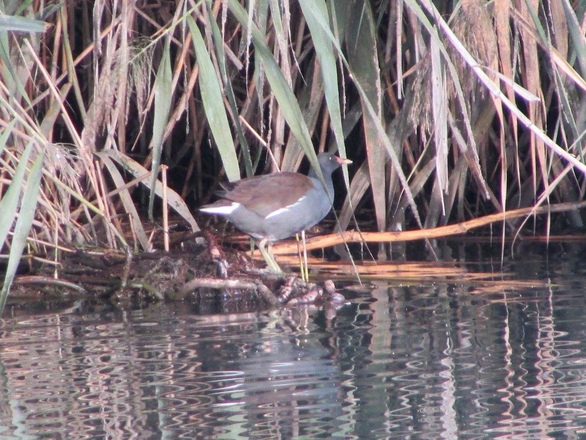 Amerika Sutavuğu - ML644503054