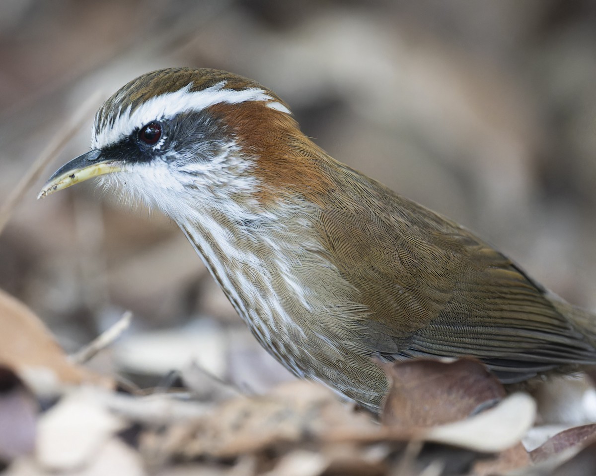 Streak-breasted Scimitar-Babbler - ML644503057