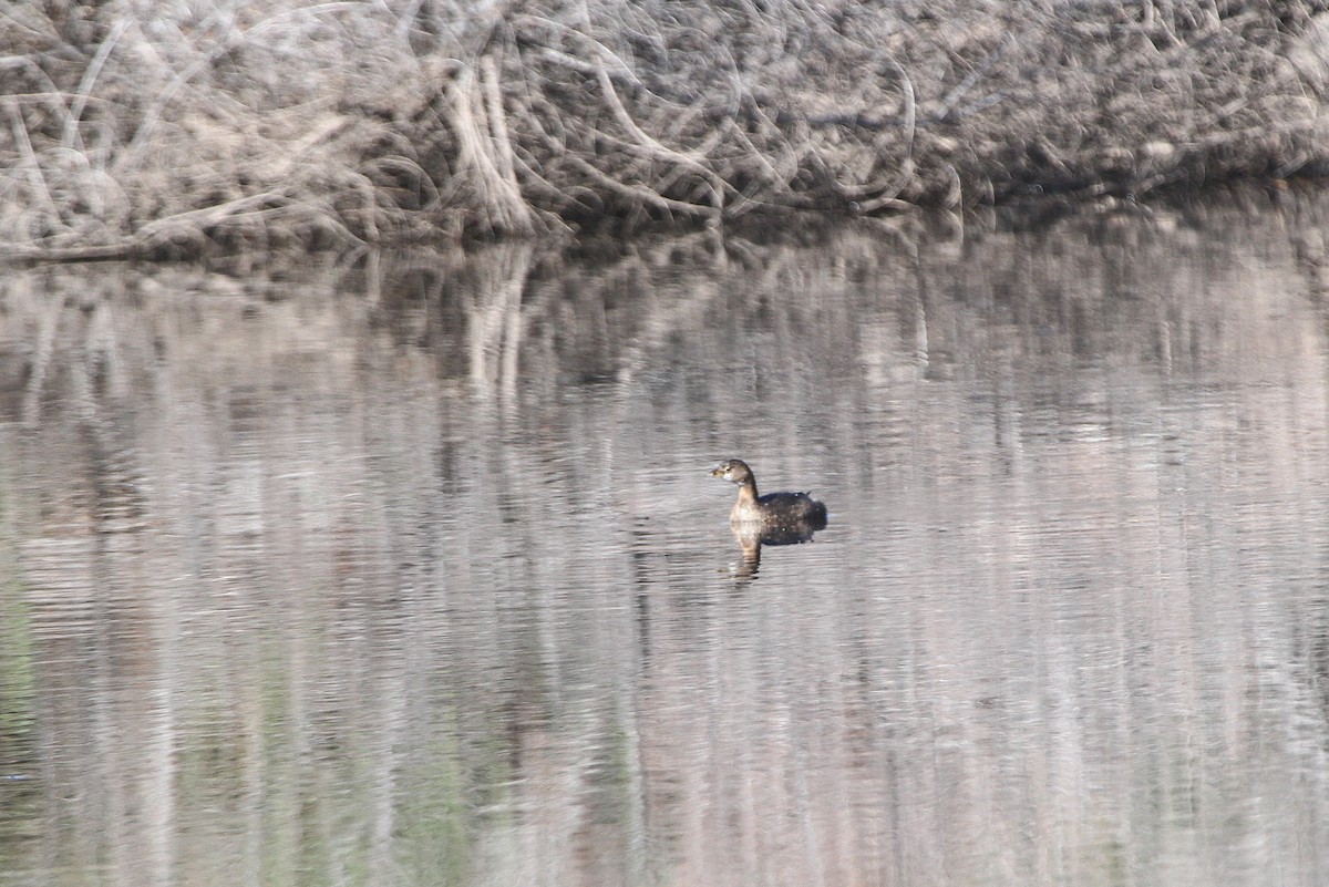 Pied-billed Grebe - ML644503058