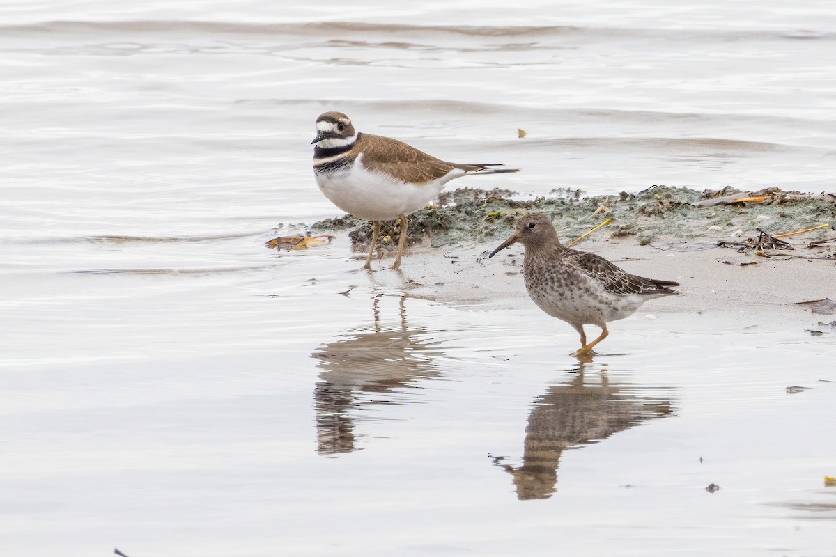 Purple Sandpiper - ML644503060