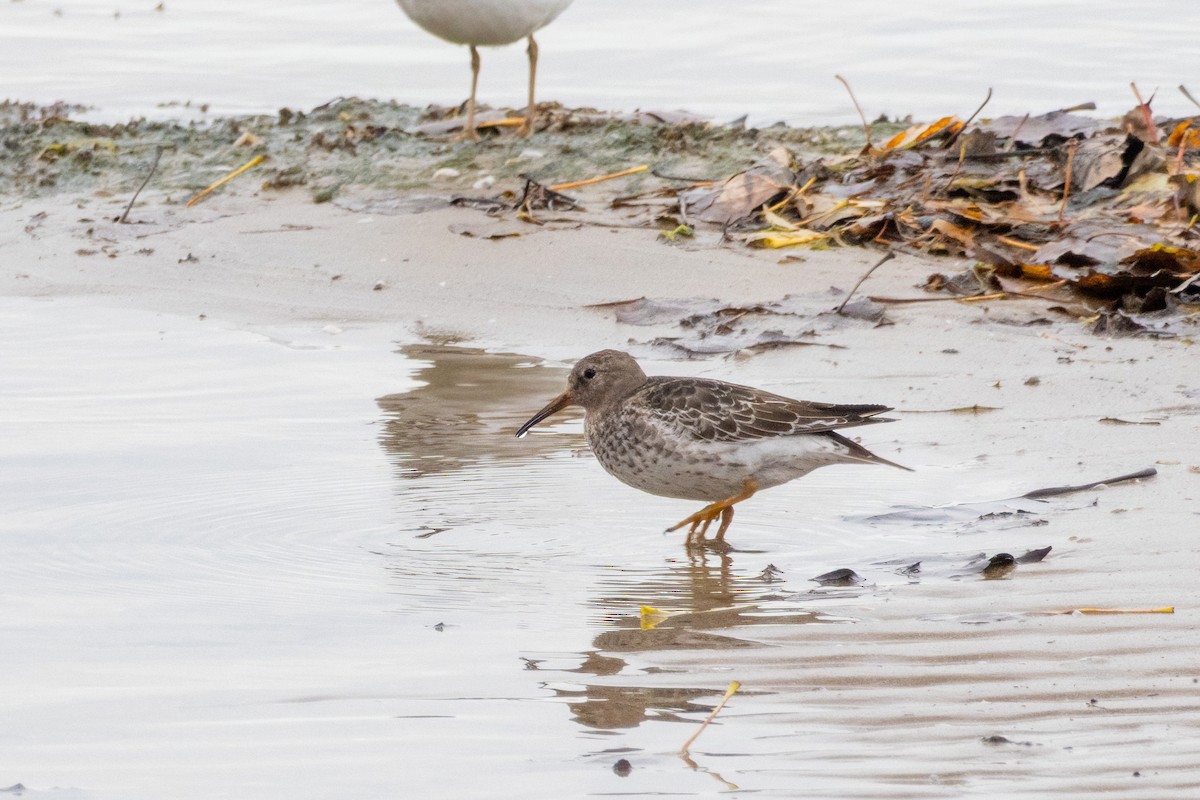 Purple Sandpiper - ML644503061