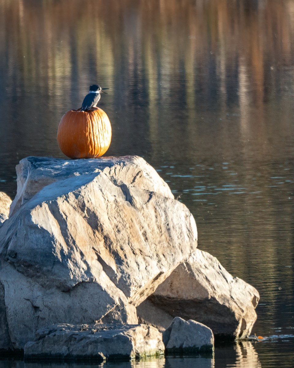 Belted Kingfisher - ML644503062