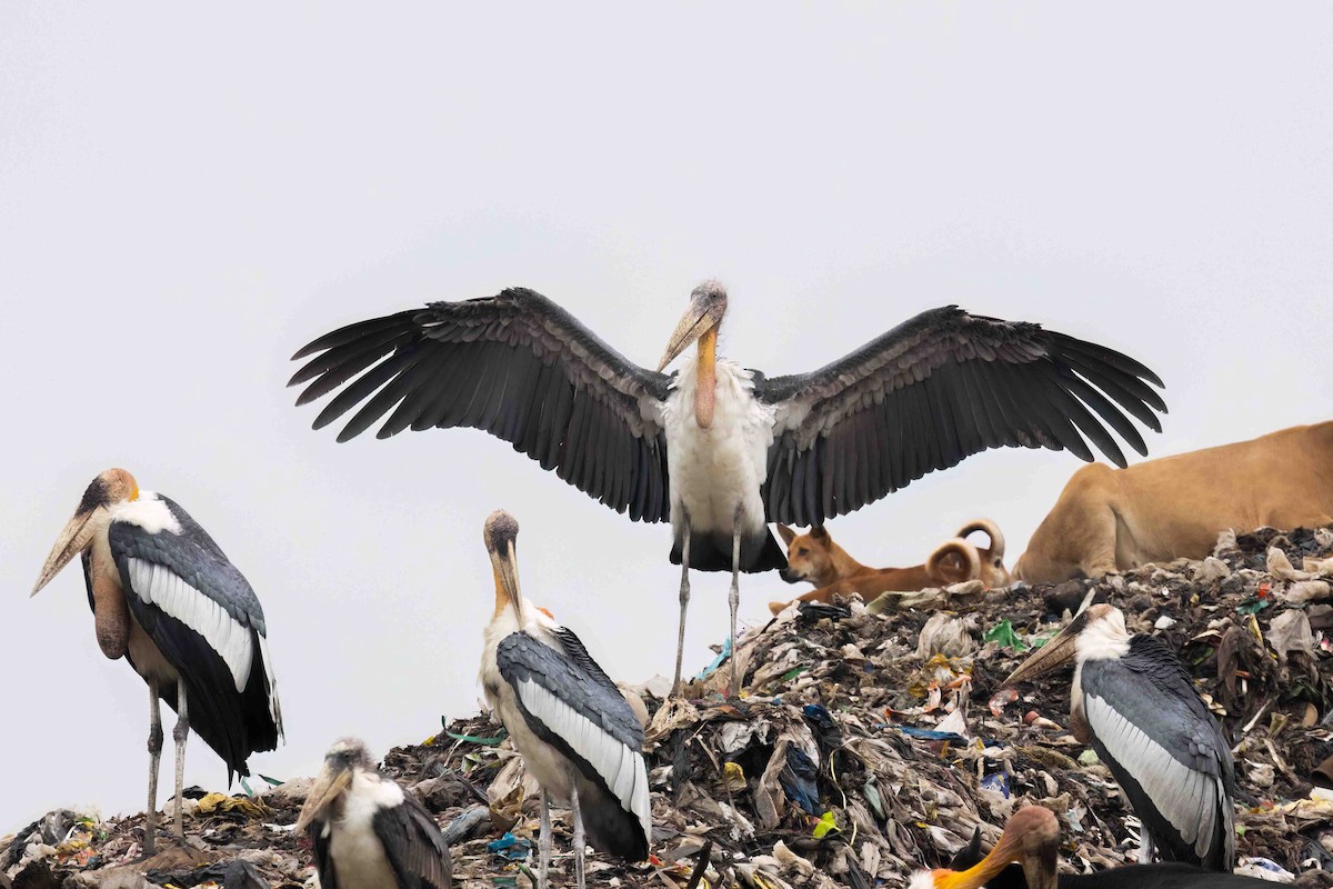 Greater Adjutant - ML644503069