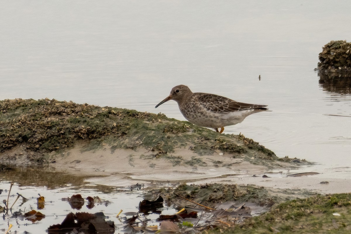 Purple Sandpiper - ML644503072