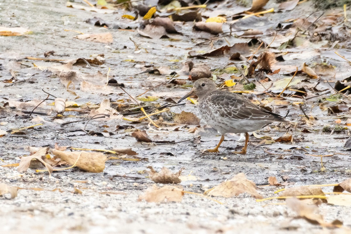 Purple Sandpiper - ML644503073