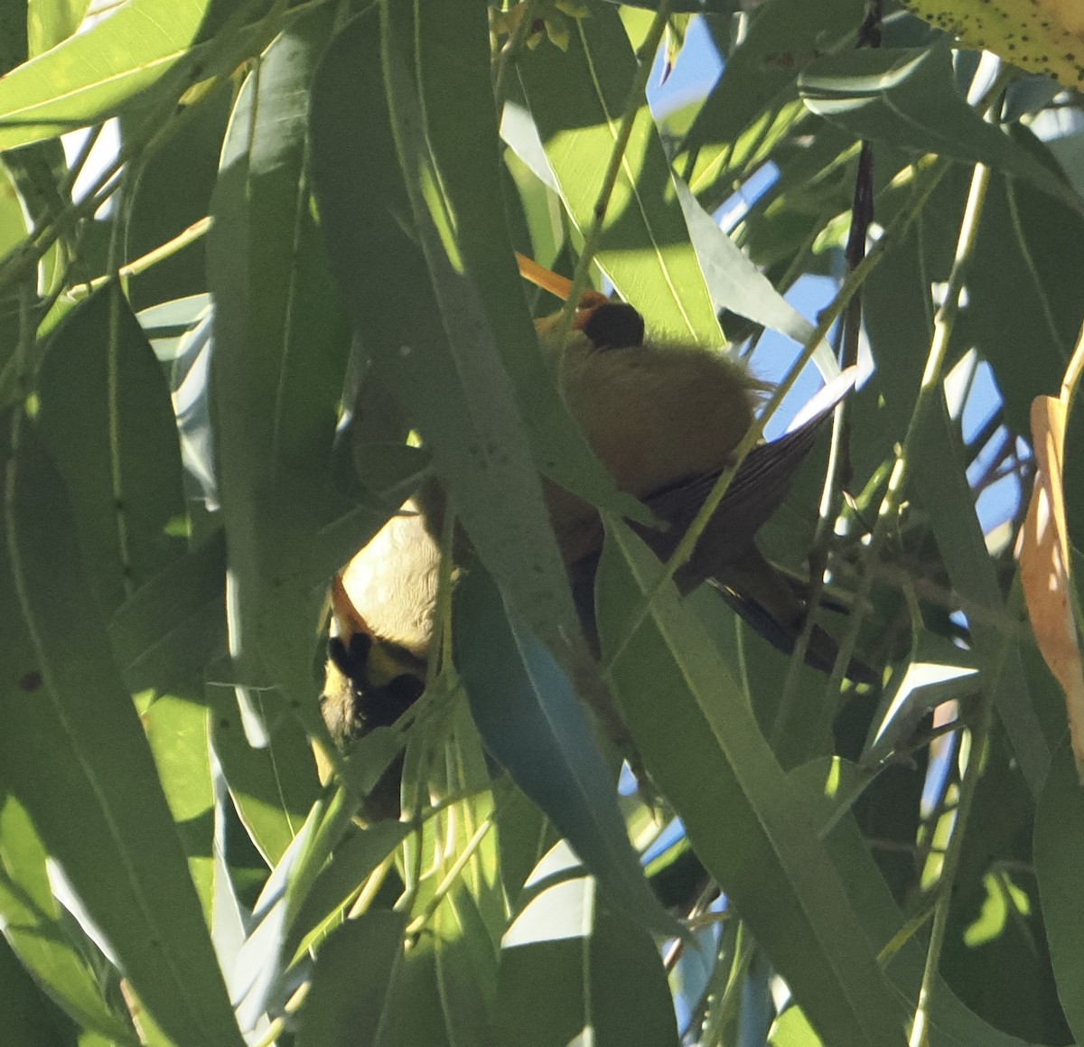 スズミツスイ - ML644503081