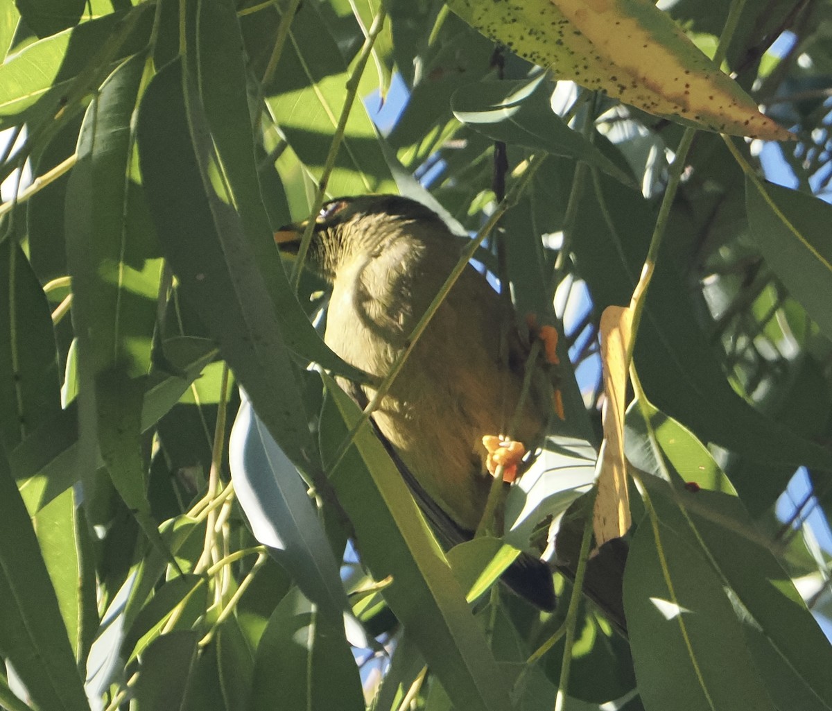 スズミツスイ - ML644503082