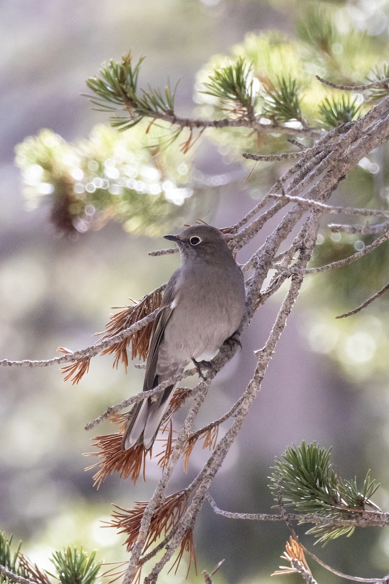 ハエトリツグミ - ML644503083