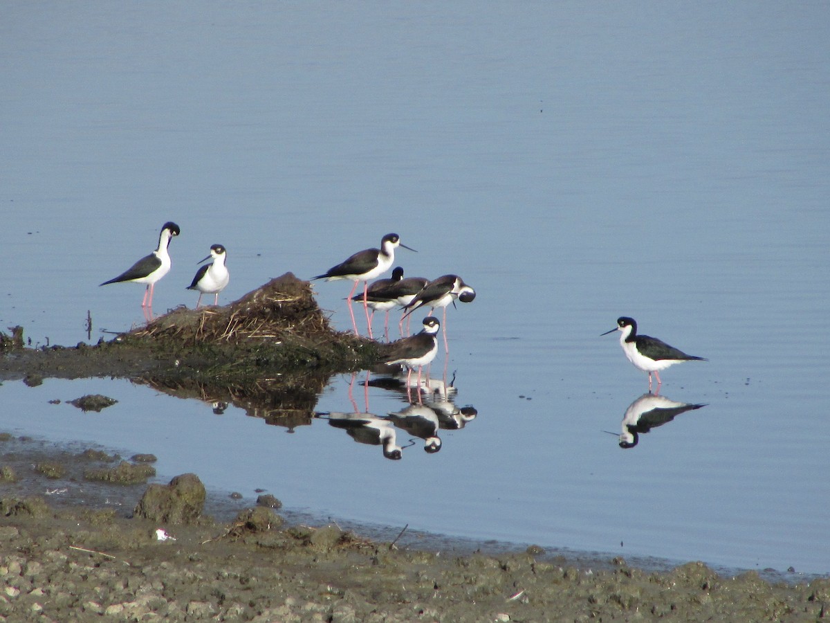 Кулик-довгоніг американський - ML644503089