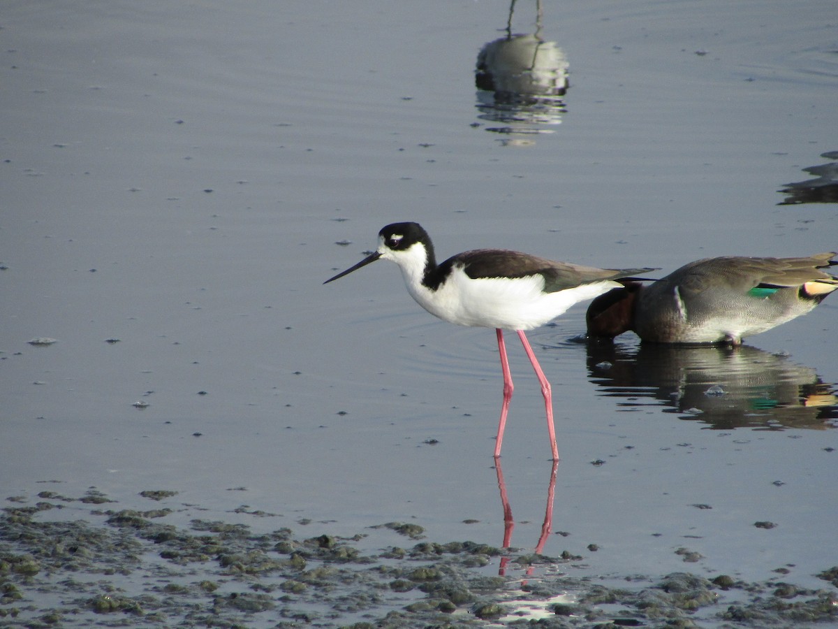 Кулик-довгоніг американський - ML644503090