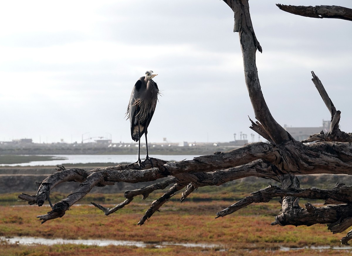 Grand Héron - ML644503091