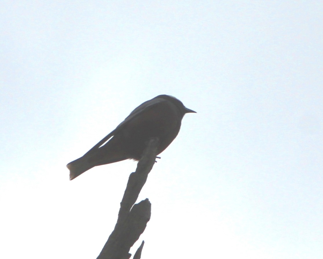 White-browed Woodswallow - ML644503094