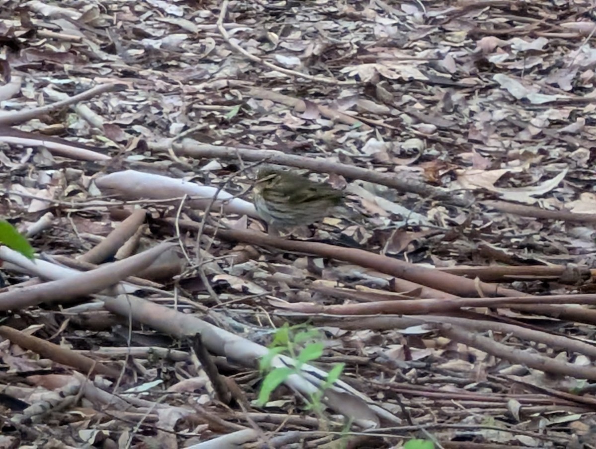 Olive-backed Pipit - ML644503117