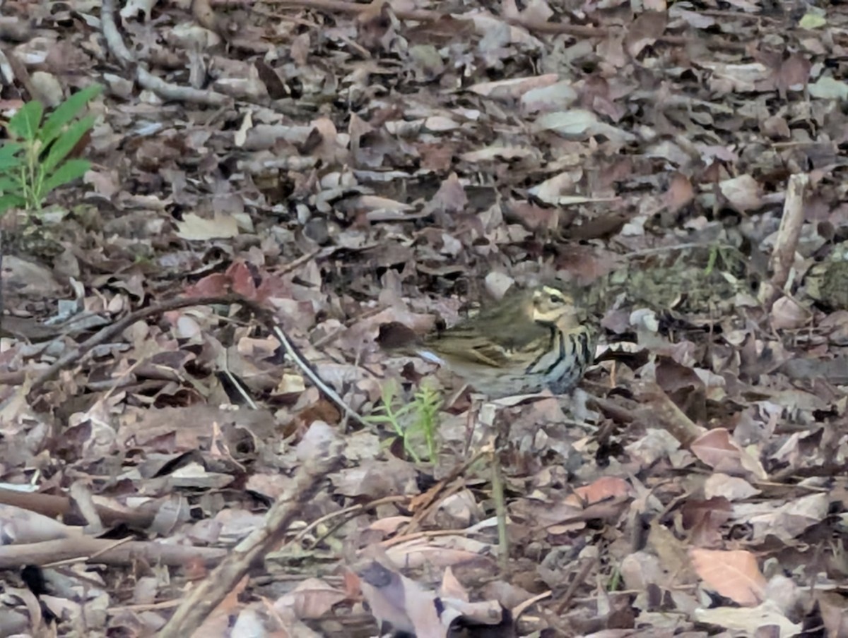Olive-backed Pipit - ML644503118