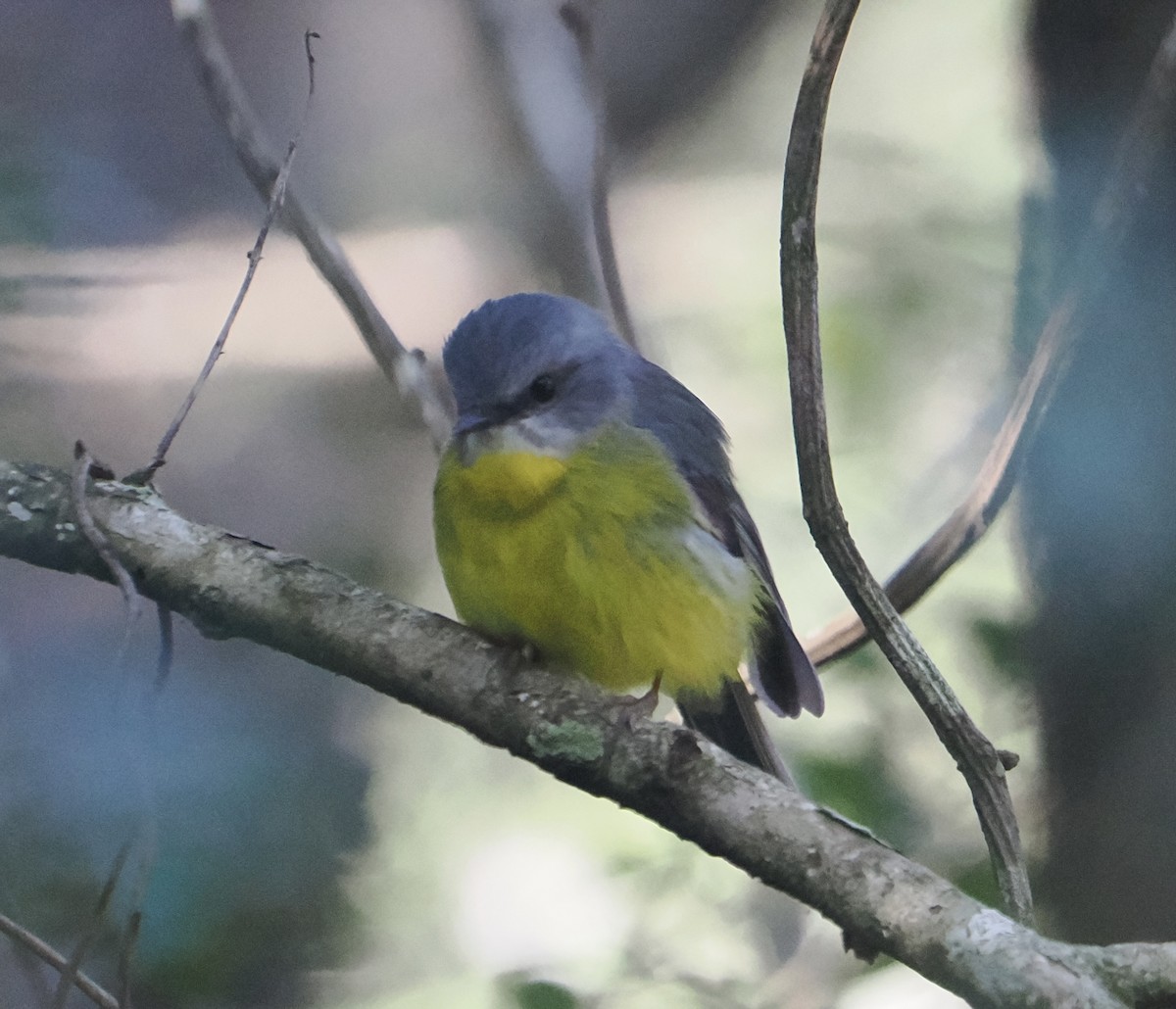 lejsčík žlutý - ML644503134