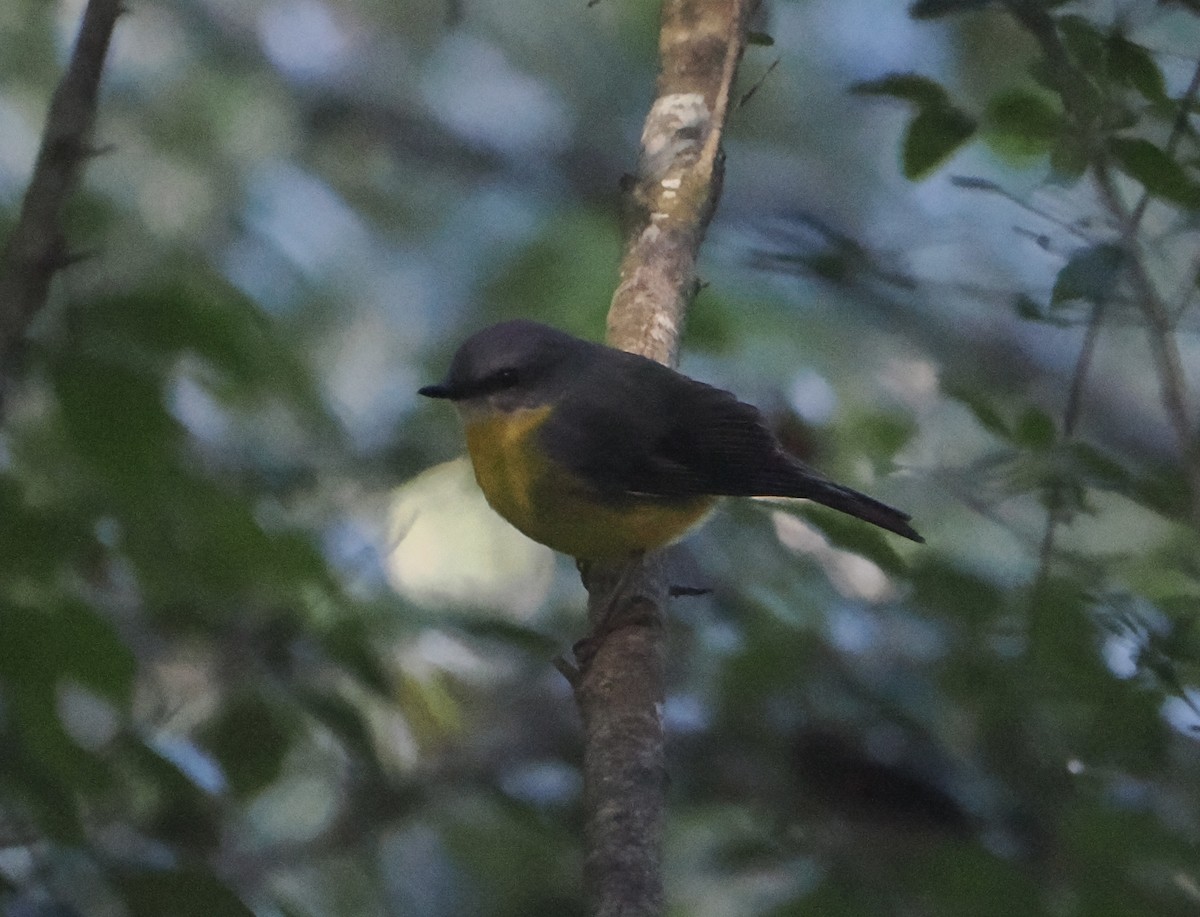 lejsčík žlutý - ML644503135