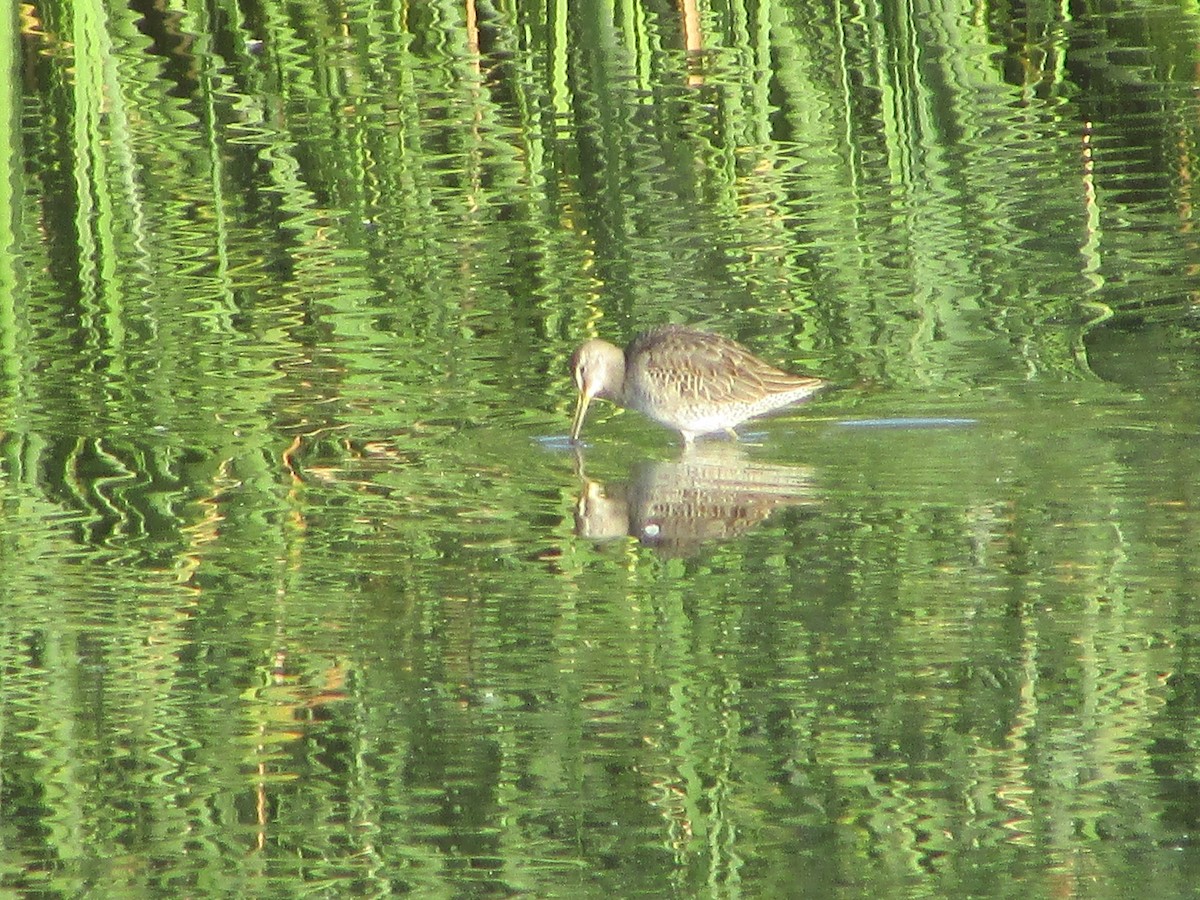 Long-billed Dowitcher - ML644503136
