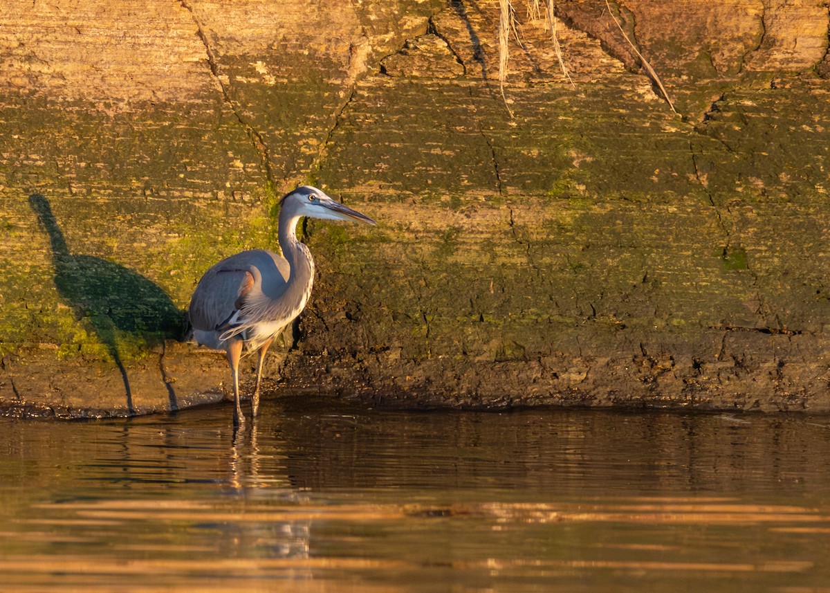 Grand Héron - ML644503137