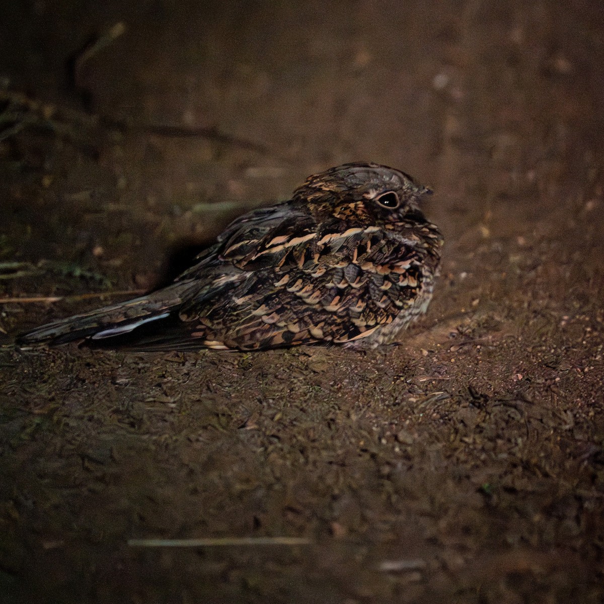 Chotacabras Hindú - ML644503141