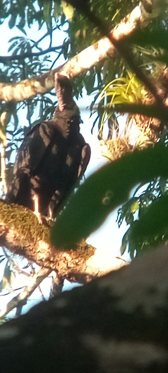 Rabengeier - ML644503148