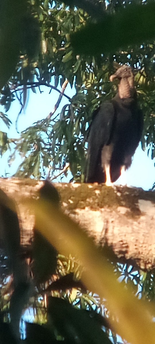 Rabengeier - ML644503149