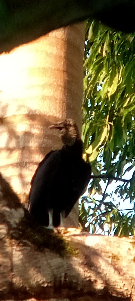 Rabengeier - ML644503150