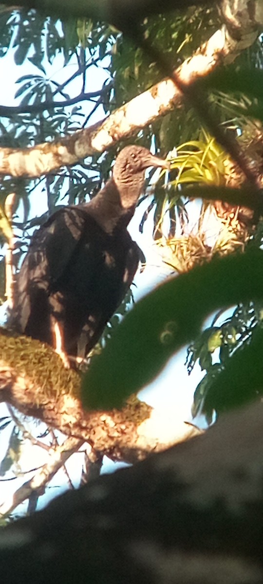 Rabengeier - ML644503152