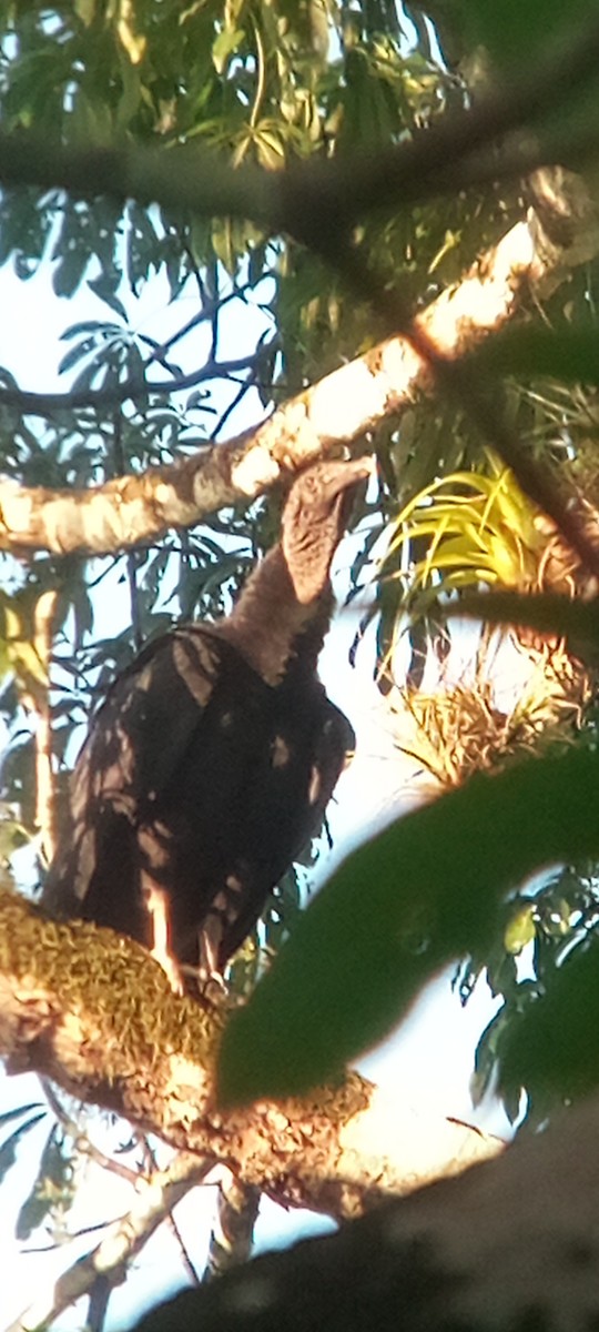 Rabengeier - ML644503153