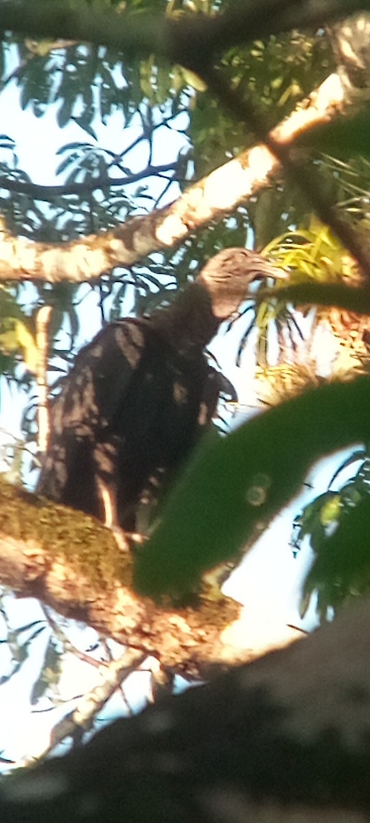 Rabengeier - ML644503154