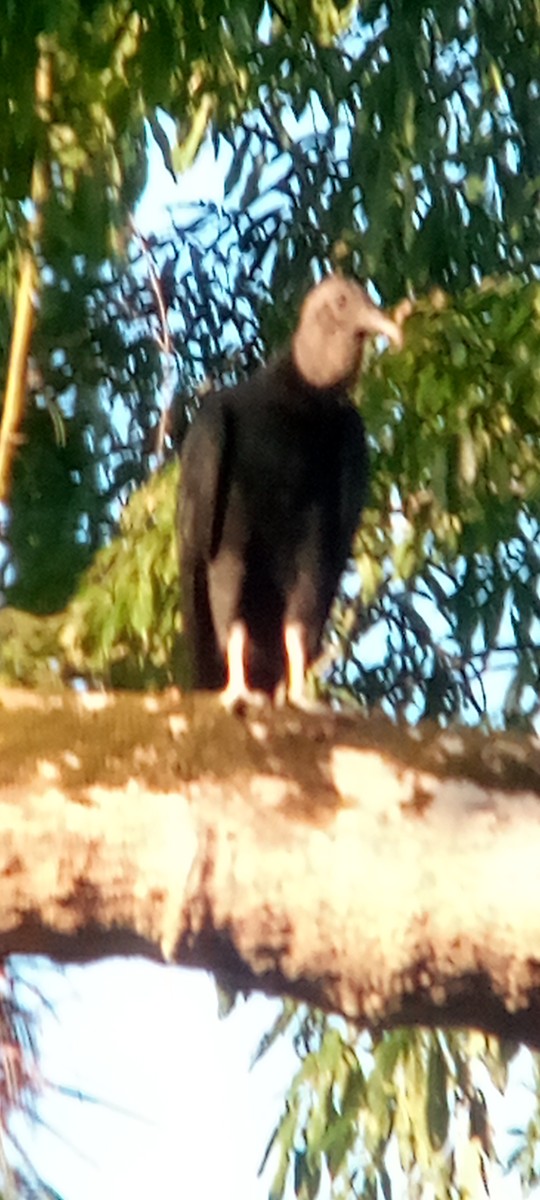 Rabengeier - ML644503160