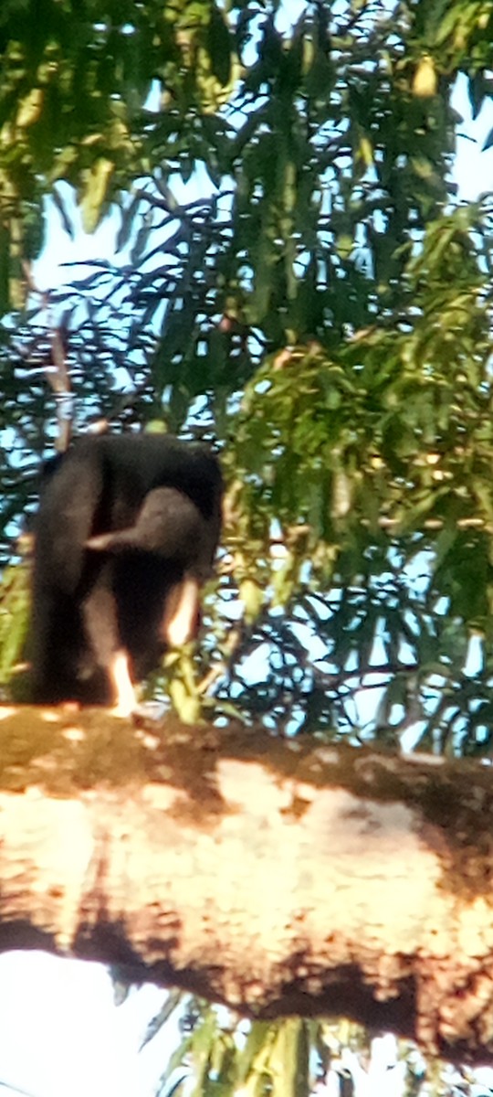 Rabengeier - ML644503161