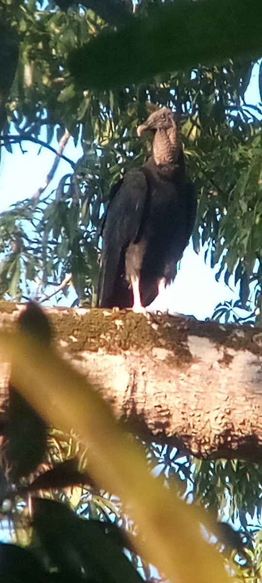 Rabengeier - ML644503162