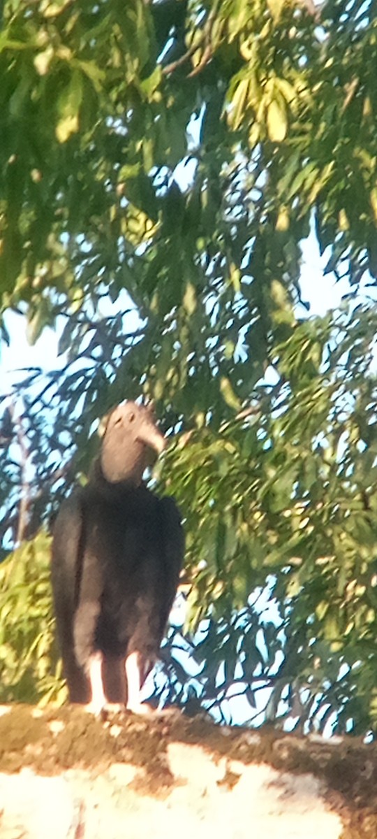 Rabengeier - ML644503164