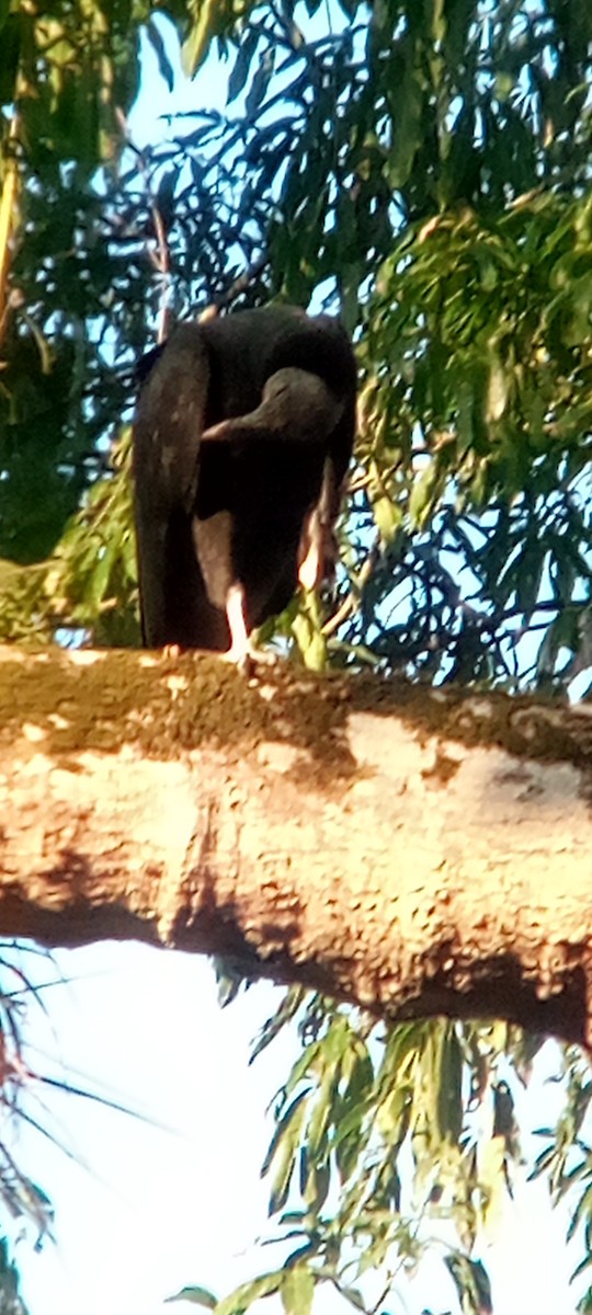 Rabengeier - ML644503165